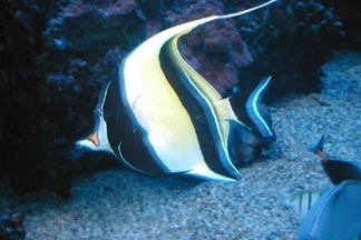 moorish idol.JPG